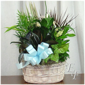 Deluxe Basket Planter  EF 053