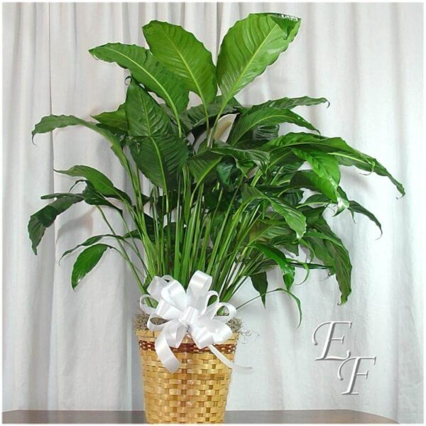 Potted Peace Lily  EF-060