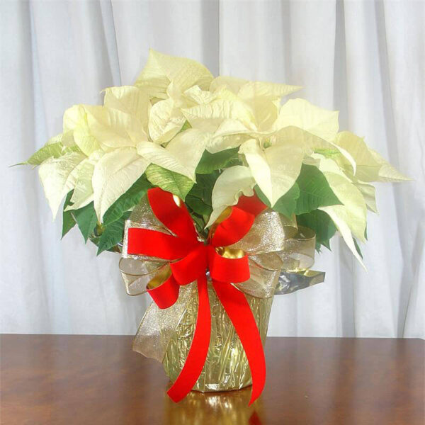 White Poinsettia XMAS-110