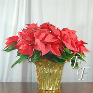 Pink Poinsettia XMAS-112