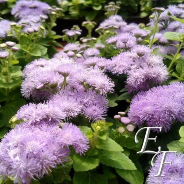 3 Pack Blue Hawaii Ageratum  GH-109A