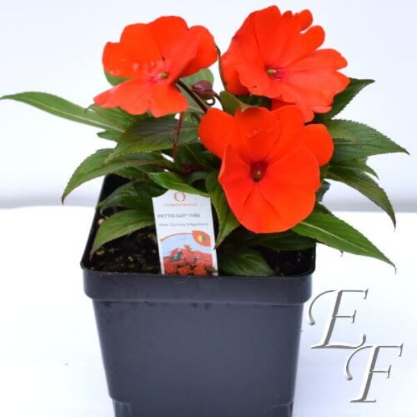 4.5" New Guinea Impatiens Red   GH-124-R