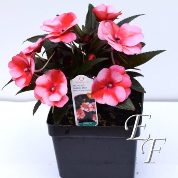 4.5" New Guinea Impatiens Two Tone Pink  GH-124-2TP