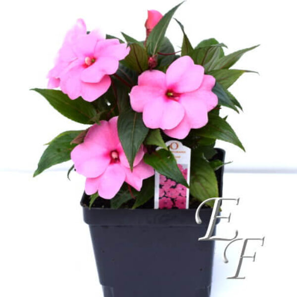 4.5" New Guinea Impatiens Pink  GH-124-P