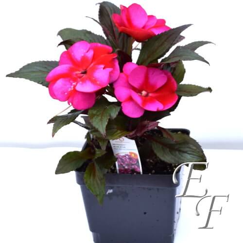 4.5" New Guinea Impatiens Lavender GH-124-L