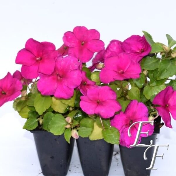 3 Pack Shade Impatiens Lavender  GH-109J-L