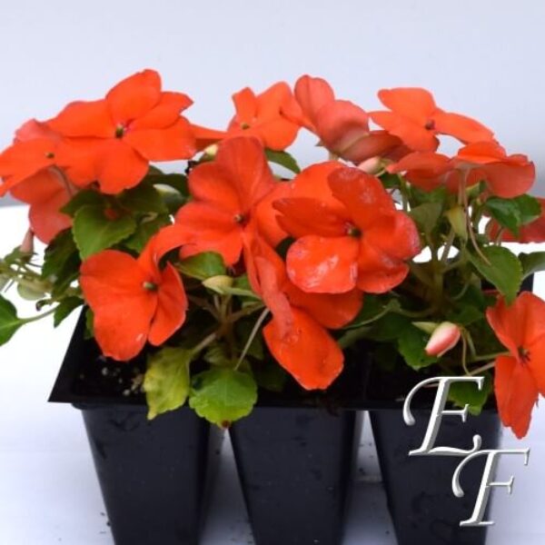 3 Pack Shade Impatiens Orange  GH-109J-O
