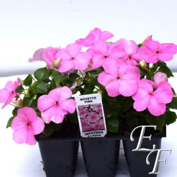 3 Pack Shade Impatiens Pink  GH-109J-P