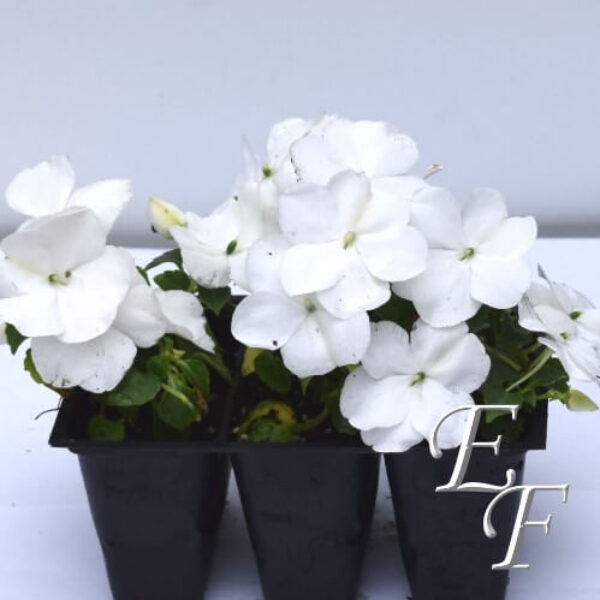 3 Pack Shade Impatiens White GH-109J-W