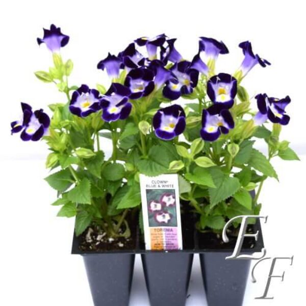 3 Pack-Torenia  GH 109K
