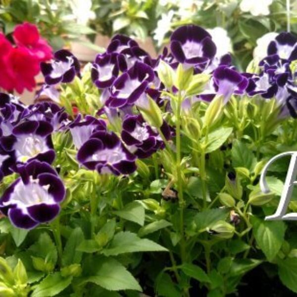 3 Pack-Torenia  GH 109K