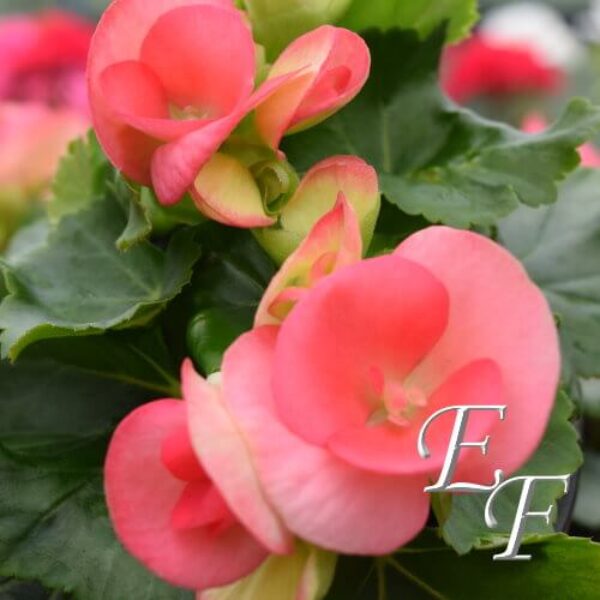 4.5"  Begonia Peach  GH-103-PCH