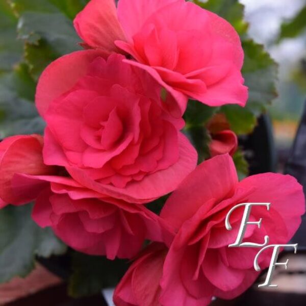 4.5" Begonia Pots  GH-103-P