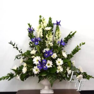 Spring Iris Tribute EF 207-2B