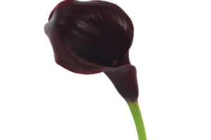 Eggplant Calla