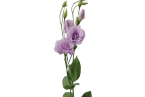 Lavender Lizianthus