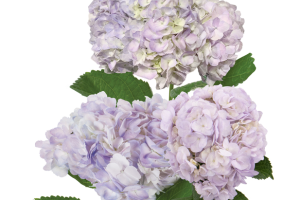 Screenshot 2025-01-21 134946