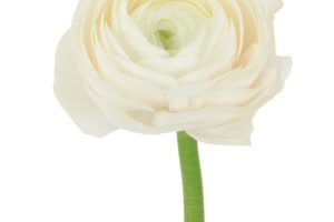 wt ranunculus jpeg